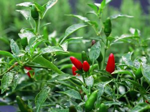 Best Insecticide For Chilli Thrips