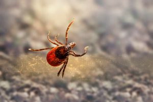 Best Lawn Insecticide For Ticks