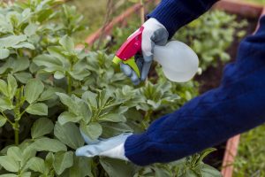 Best Pesticide For Fungus Gnats