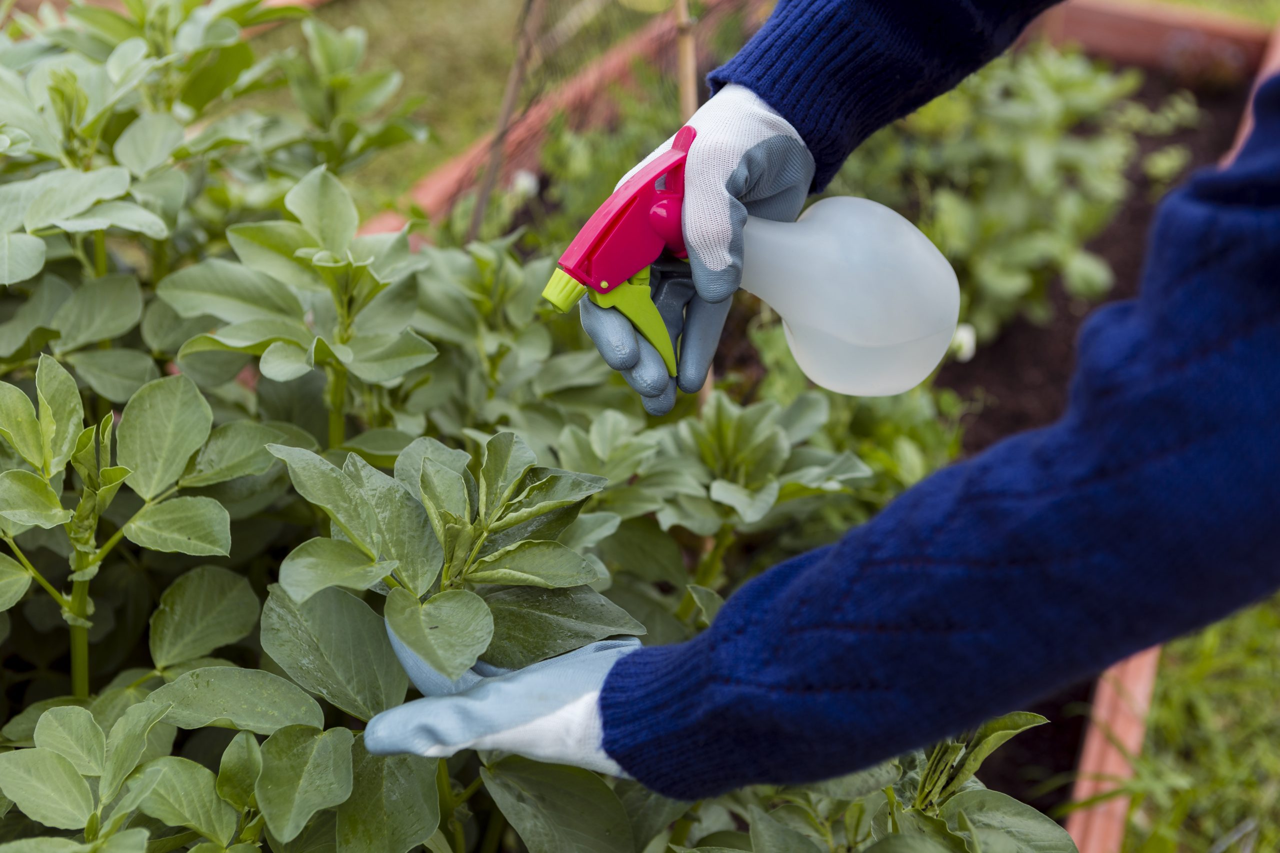 Best Pesticide For Fungus Gnats