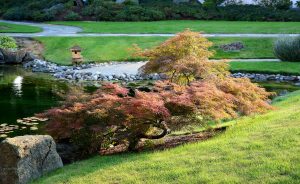 Best Trees For Unique Appearance