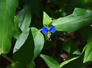 Best Weed Killer For Asiatic Dayflower