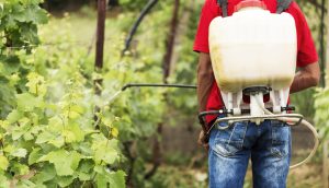 Common Ingredient In Lawn Weed Killer