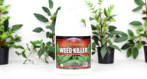 Best Weed Killer For American Germander 