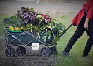 Gardening Wagon For Seniors