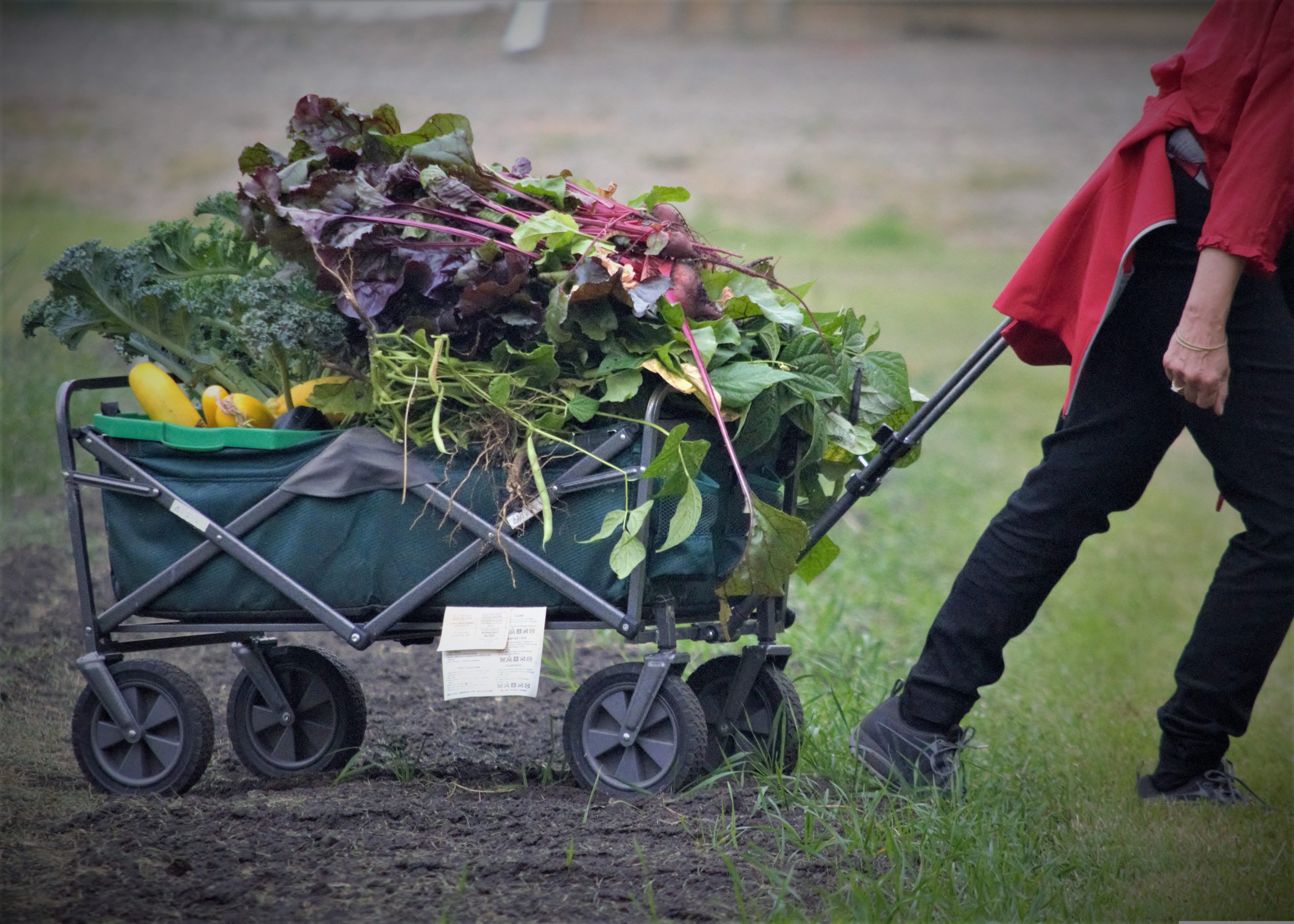 Gardening Wagon For Seniors