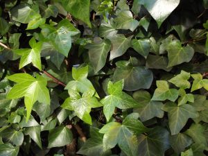 Invasive Plants In Franklin Tennessee