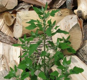 Lambs Quarters Plant Identification
