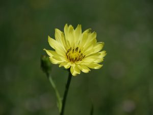 Best Herbicides For Desert chicory 
