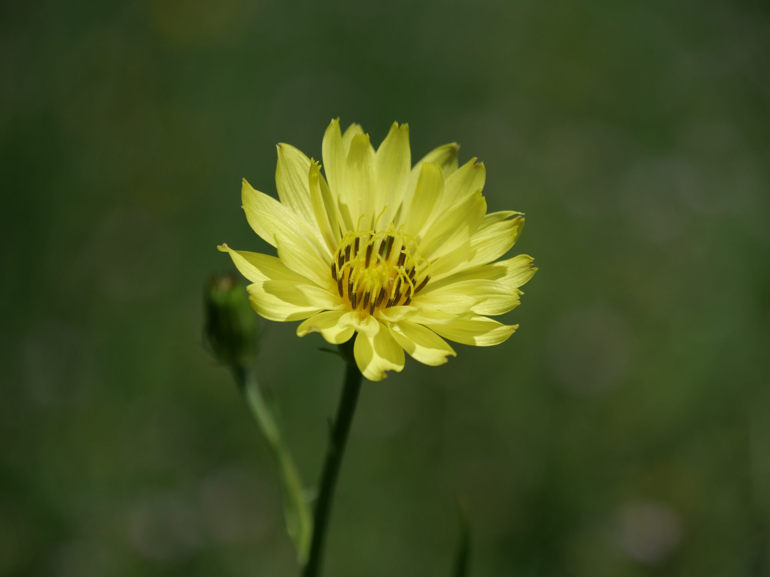 Best Herbicides For Desert chicory
