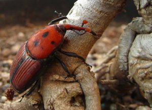 Best Insecticide For Red Palm Weevil