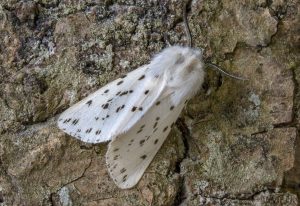Best Insecticide For Ermine Moths