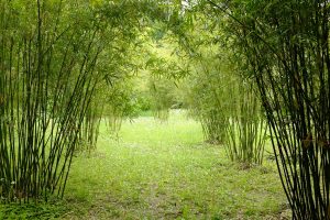 Best Tool For Cutting Bamboo 