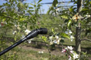 How To Drill Herbicide Holes For Tree Injections?