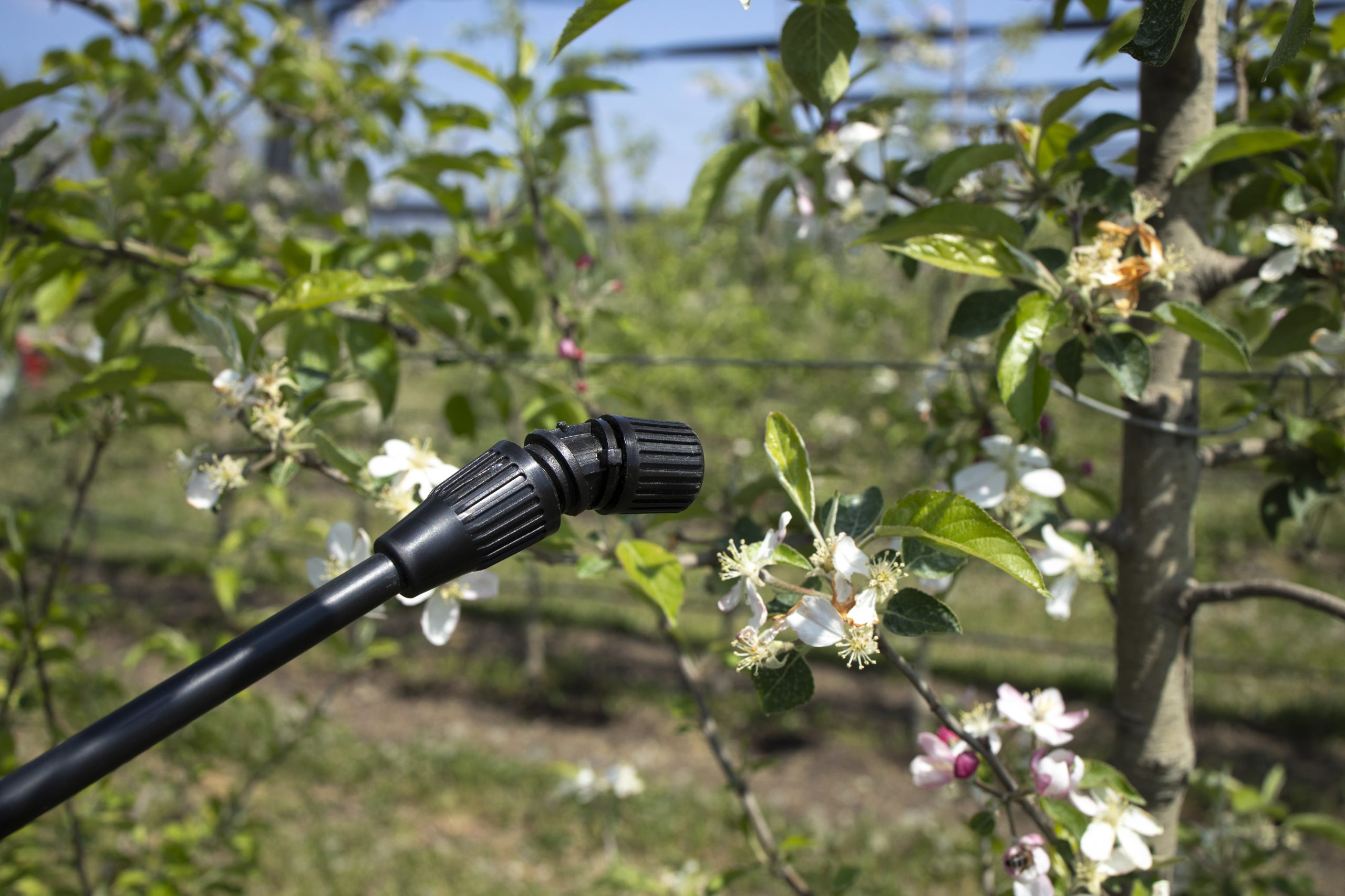 How To Drill Herbicide Holes For Tree Injections?