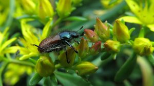 Best Insecticide For Garden Chafer
