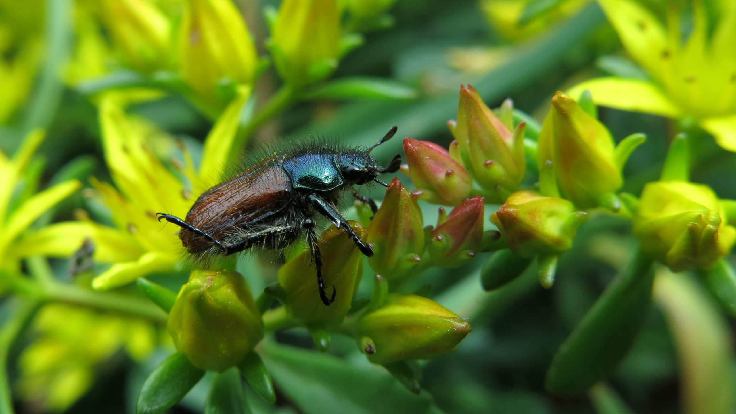 Best Insecticide For Garden Chafer