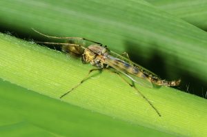 Best Insect Repellent For Midges