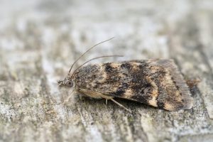 Best Insecticide For Dusky Marble Moth
