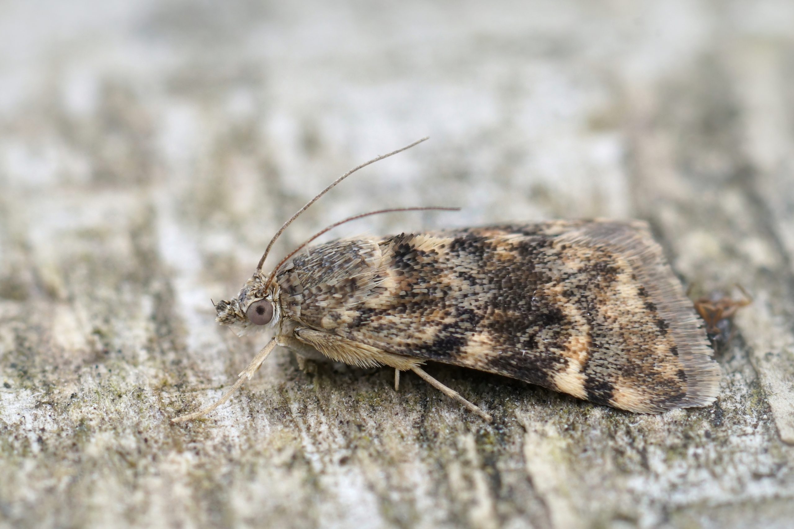 Best Insecticide For Dusky Marble Moth