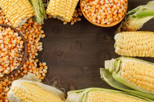 Roundup Ready Corn Varieties