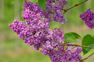 Best Fertilizer For Lilac Bushes