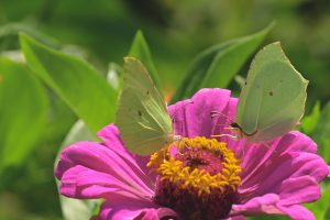 Best Pollinator Plants In Florida