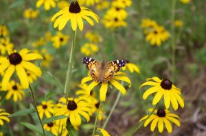 Best Pollinator Plants In Texas