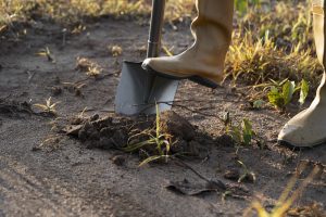 Best Shovel For Digging Up Tree Roots