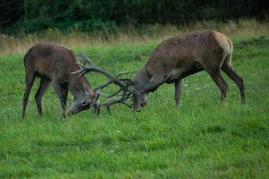 Best Fertilizer For Deer Food Plots