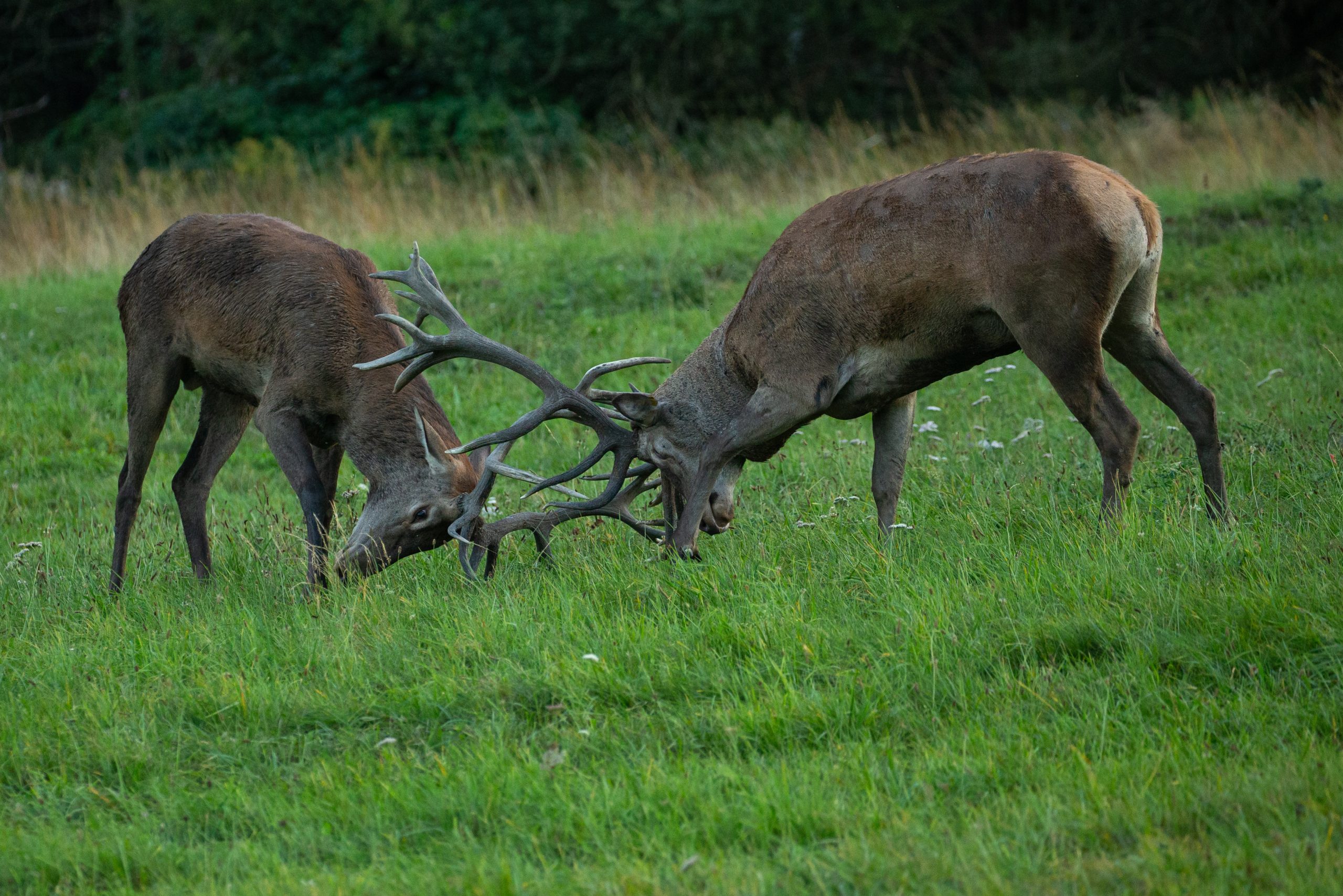 Best Fertilizer For Deer Food Plots