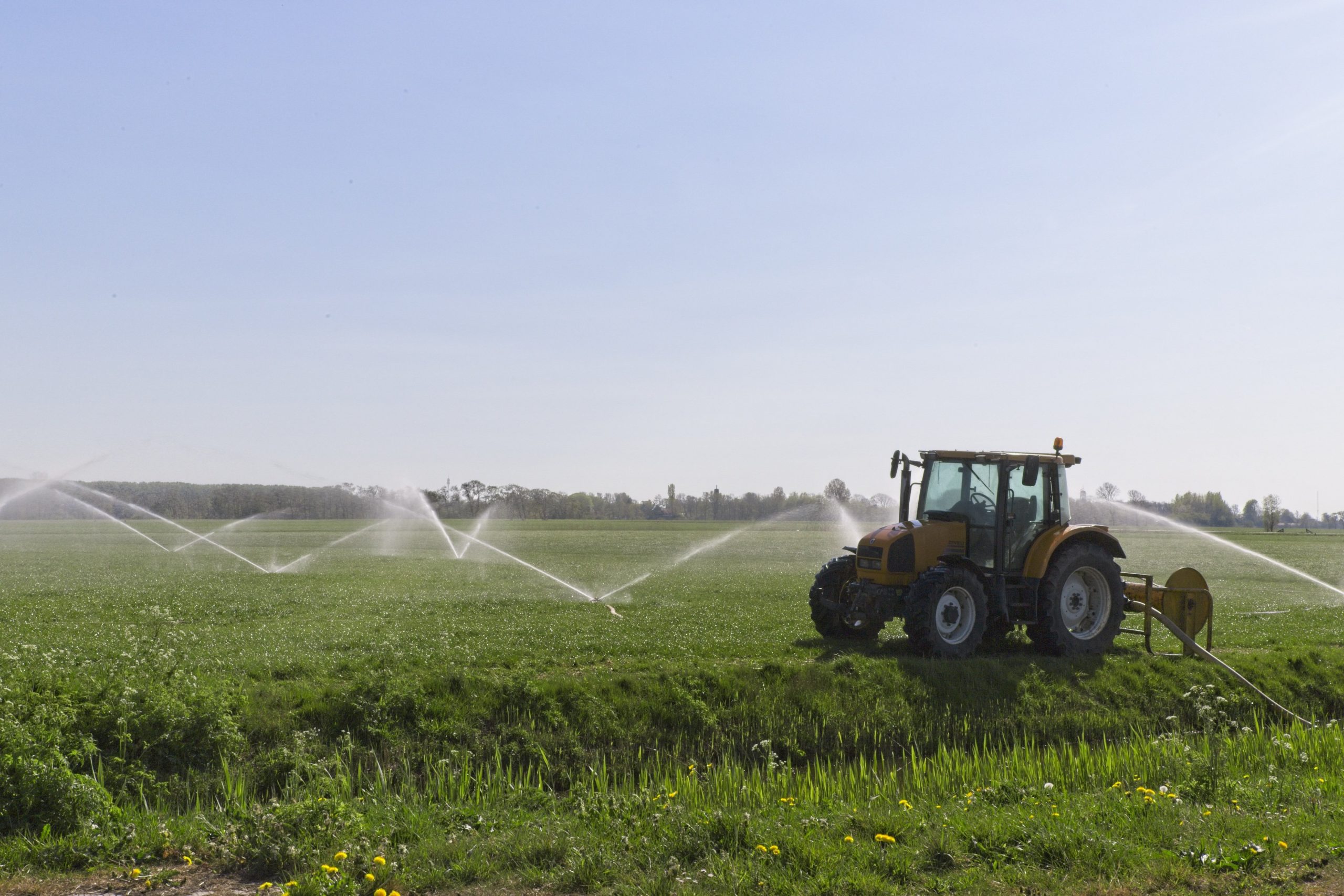 Best Herbicide For Japanese Stiltgrass