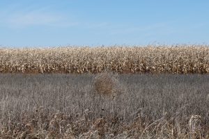 Best Weed Killer For Tumbleweeds