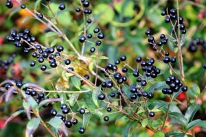 Invasive Weeds That Look Like Small Trees