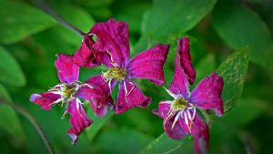 Best Fungicide For Clematis Wilt