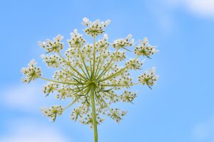 Weeds That Look Like Queen Anne's Lace