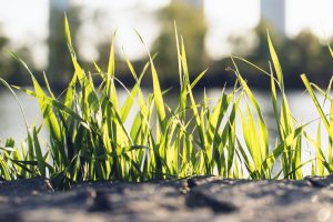  Best Fertilizer For Zoysia Grass In Missouri