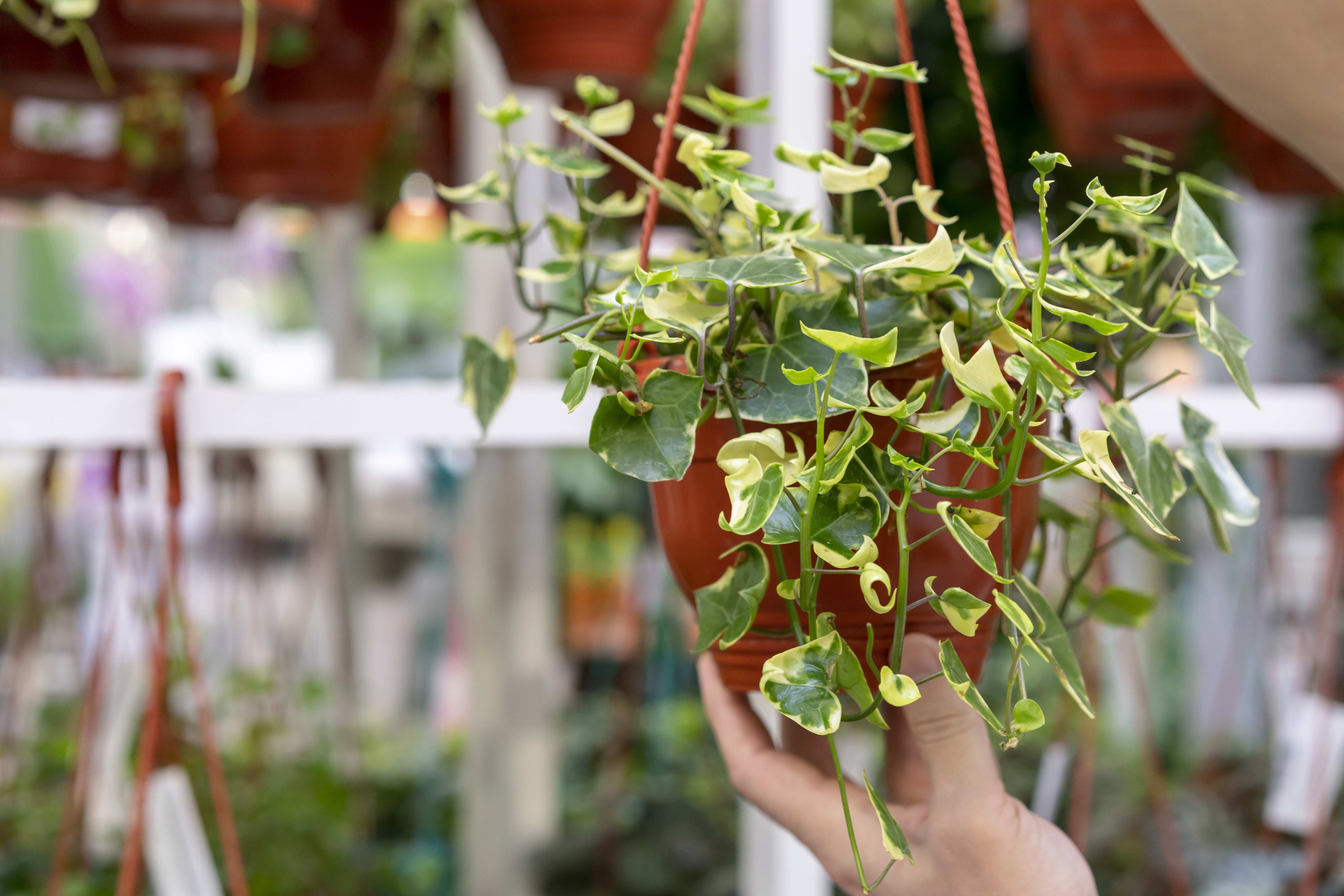 Best Plants For Balcony Privacy