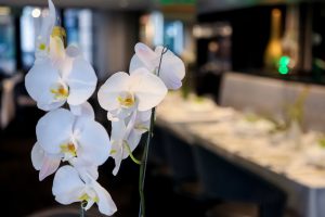 Best Fertilizer For Phalaenopsis Orchids Australia