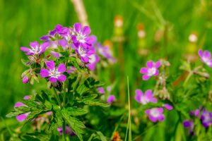 Weeds That Look Like Geranium Leaves