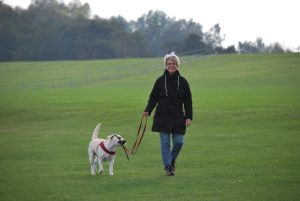 Best Weed Killer For Dog Owners