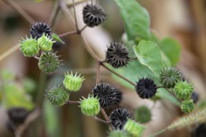 Weeds That Start With V