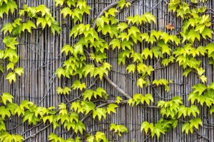 Best Weed Killer For Vines On Fence
