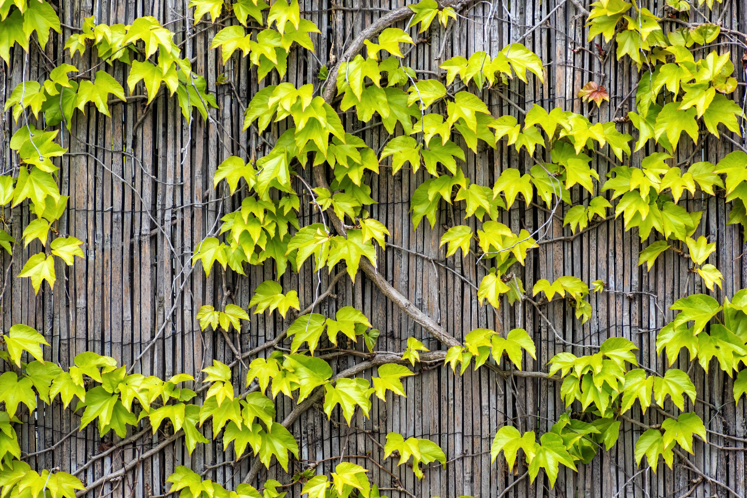 Best Weed Killer For Vines On Fence