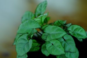 Best Fertilizer For Syngonium