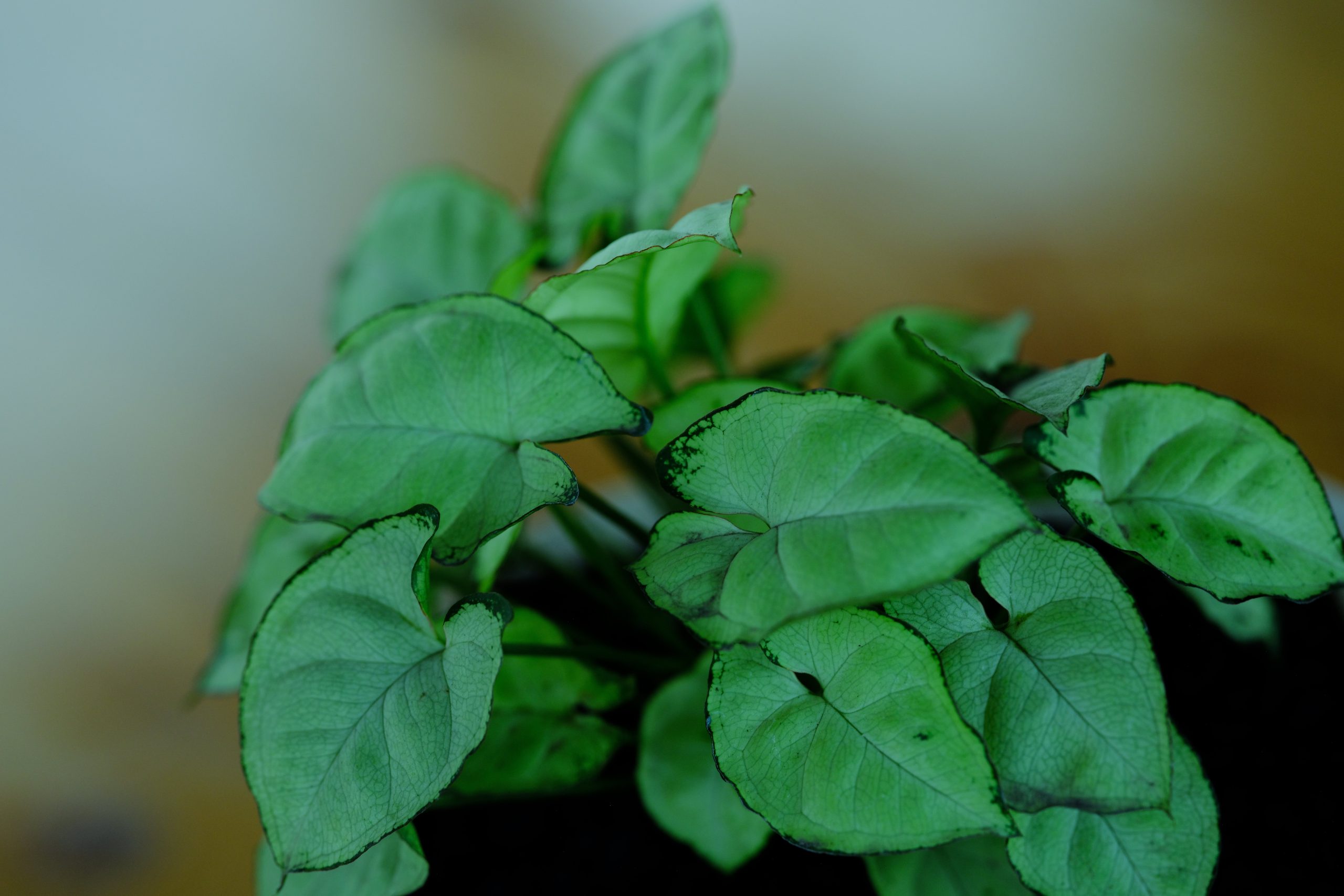 Best Fertilizer For Syngonium