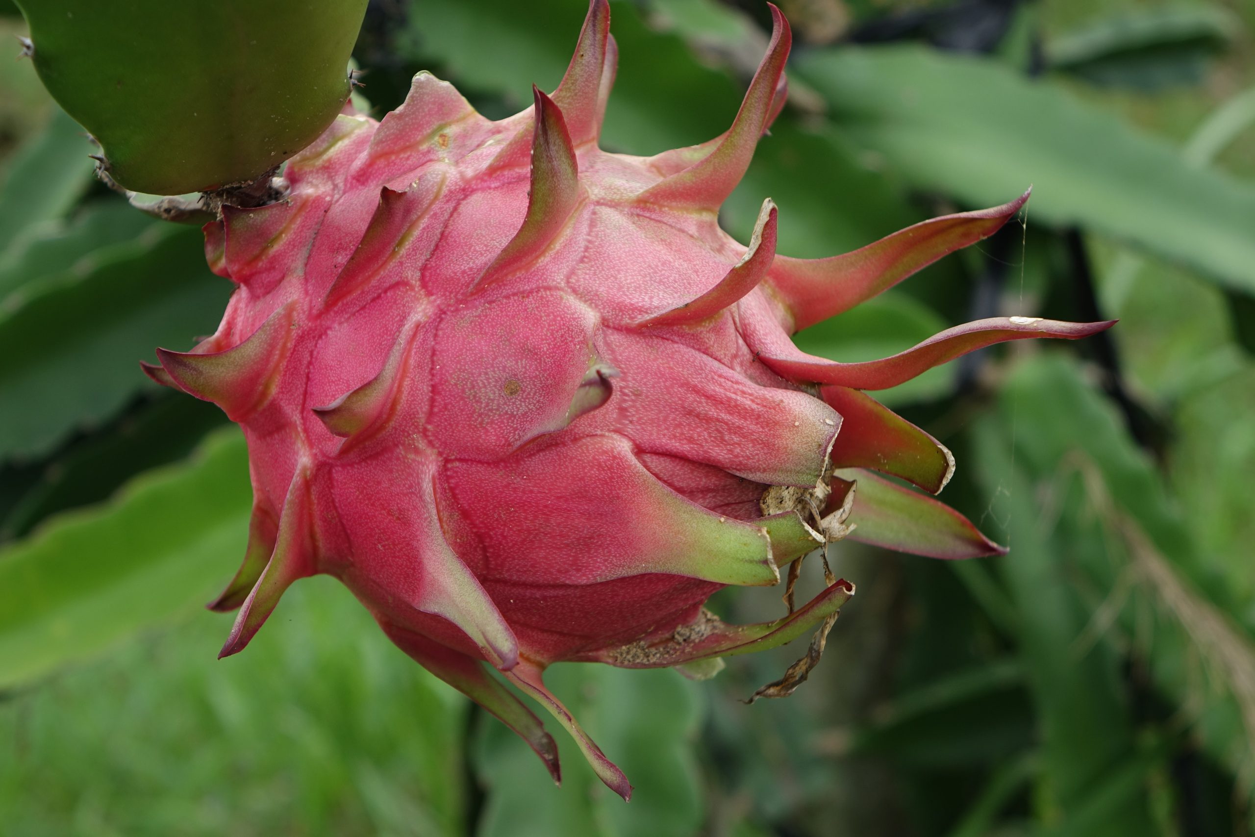 Best Fertilizer For Dragon Fruit