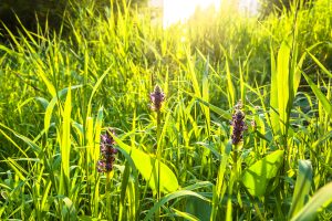 Weeds That Look Like Quackgrass