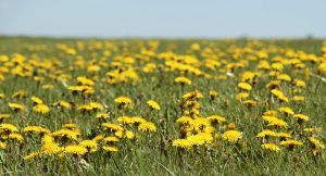 Weeds That Look Like Dandelions