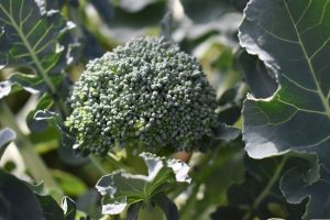 Weeds That Look Like Broccoli